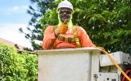 Tree Trimming & Removal